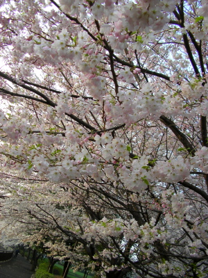 070401_soshi1.JPG