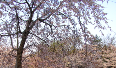 070401_soshi2.JPG