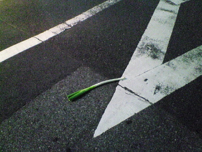 0708062010000_negi.jpg