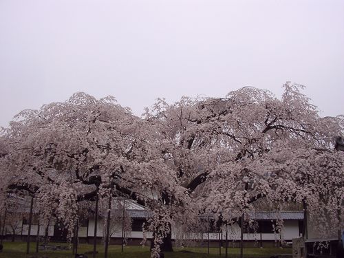 醍醐