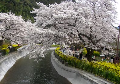 菜の花