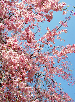 090407_sakura.jpg