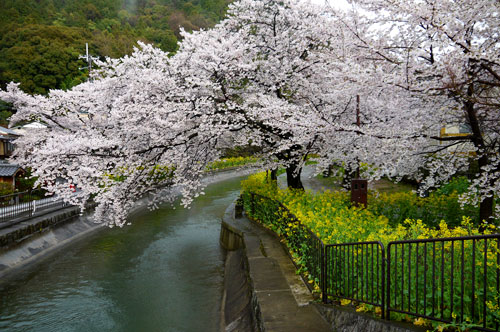 琵琶湖疏水の桜