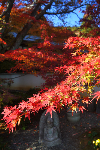 実相院の紅葉