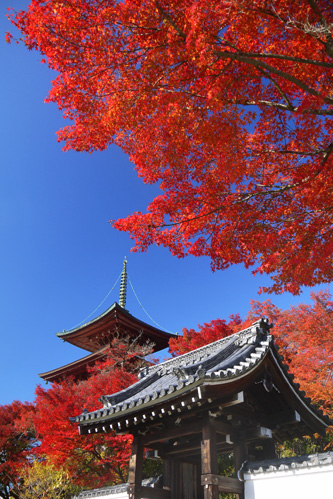 の紅葉