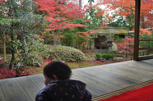 京都の紅葉