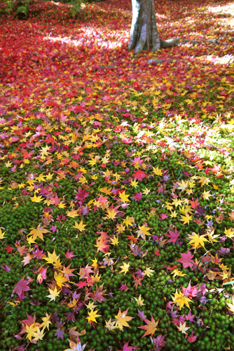 京都の紅葉