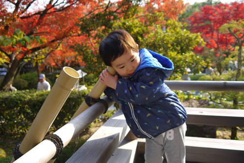 京都の紅葉