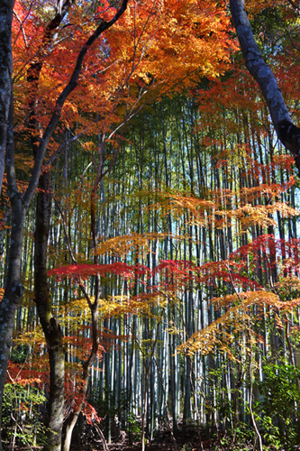 京都の紅葉