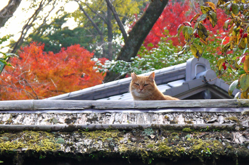 石清水八幡宮のネコ紅葉