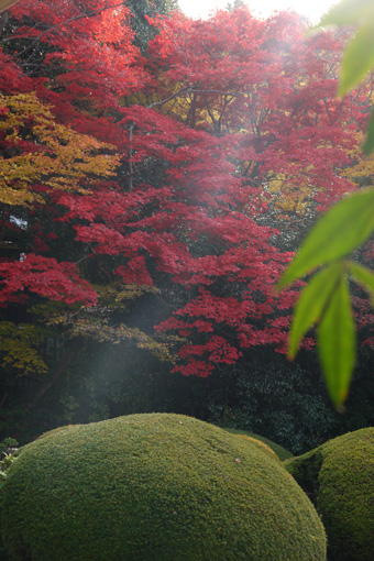 京都の紅葉