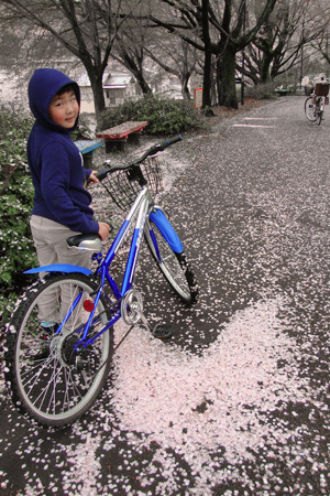 桜
