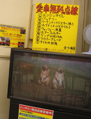 Prairie_dog-1.JPG