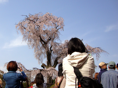 sakura_maruyama.jpg