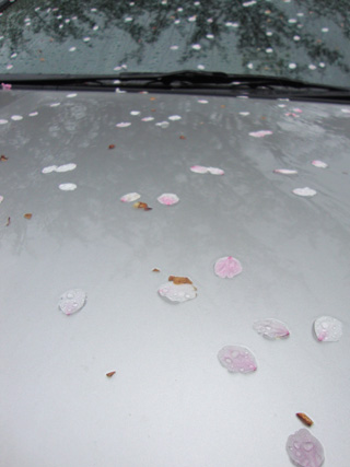 100416_sakura.jpg