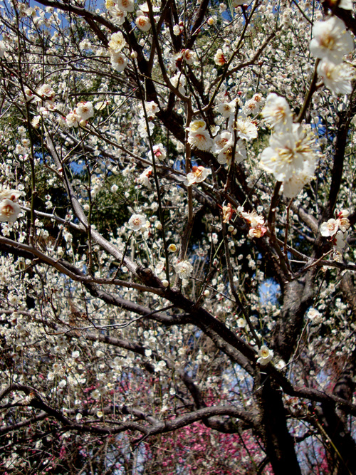 ume2.jpg
