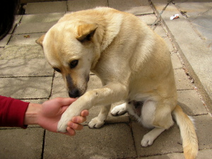 inu_5.JPG