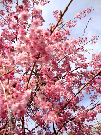 sakura_shinnyo.jpg