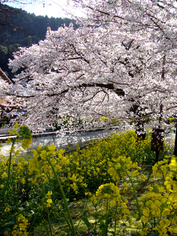 sakura_sosui.jpg