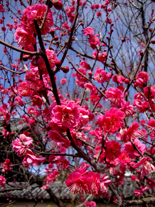 ume3.jpg